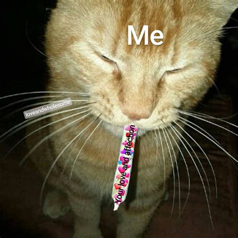 Cat Memes For PFP