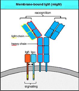 Lecture 13 Antigen receptors Flashcards | Quizlet