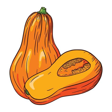 Squash Illustration