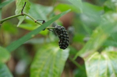 Trees And Plants Wild Pepper Daun Kadok