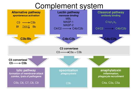 Non-Specific Immunity - ppt download