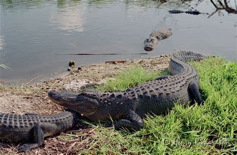 Florida: everglades_alligators_2000