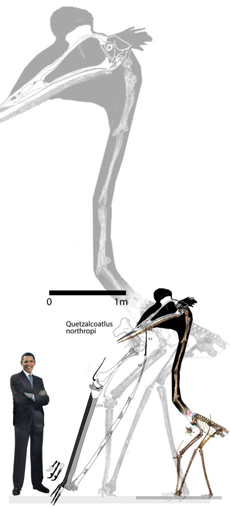 Quetzalcoatlus And Keresdrakon