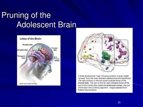 Ppt Understanding The Adolescent Brain Powerpoint Presentation Free