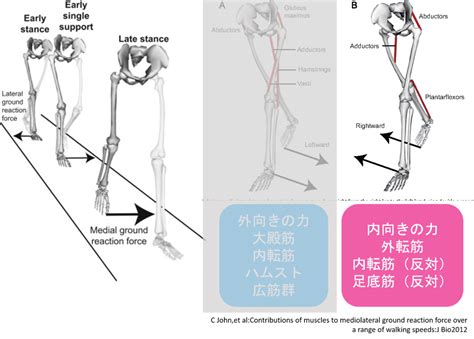 歩行分析に必要な床反力の考え方｜中上博之/理学療法士