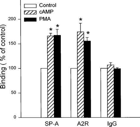 Effect Of Camp Or Phorbol Myristate Acetate Pma On Binding Of