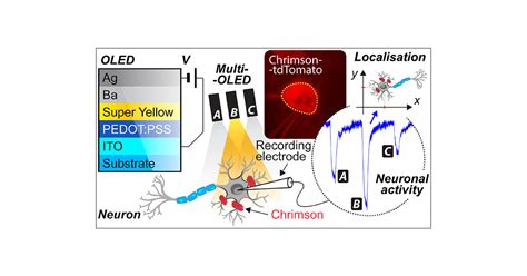 Optogenetic Stimulation And Spatial Localization Of Neurons Using A