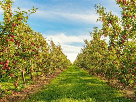 Go Apple Picking Near Chicago At These Local Orchards This Fall