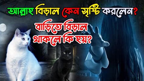 আল্লাহ বিড়াল কেন সৃষ্টি করেছেন বিড়াল লালন পালন করলে কি লাভ হয়