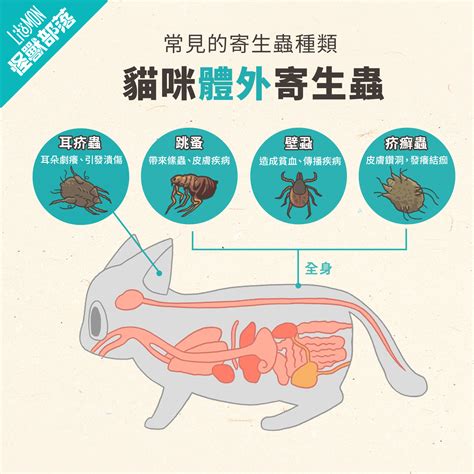 寄生蟲季節到！一次看懂貓咪寄生蟲 怪獸部落