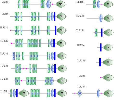 Protein Domain Structures Of Trl23 In Yellowstripe Goby Lrr