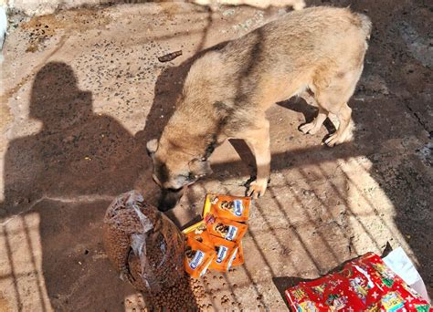 Aumigo Secreto Arrecada Ra O Para Animais Da Aaano