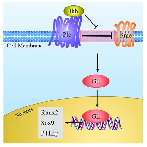 The Fgf Signaling Pathway In Chondrocytes Fgf Combines With Fgfr To