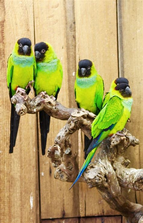 Nanday Conure Lifespan | What You Need To Know - Psittacology