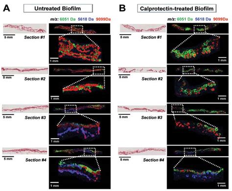 Maldi Msi Applications In Proteomics — Htx Imaging