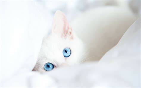 Blue-Eyed Cat HD Wallpaper