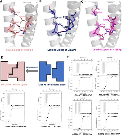 Figure From Structural Basis For Specific Dna Sequence Recognition By