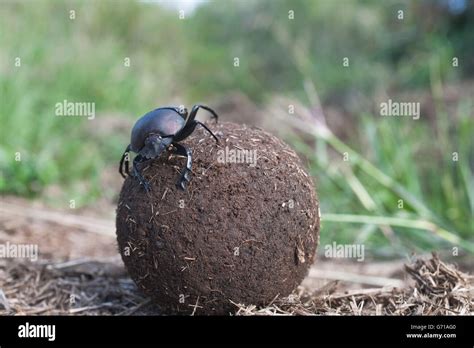 Scarabaeus Spec Fotos Und Bildmaterial In Hoher Aufl Sung Alamy