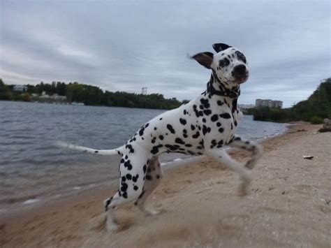 Dalmatian Lika Dalmatian Cute Puppies Puppies