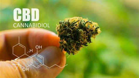 Le CBD Est Il Parfaitement Legal En France