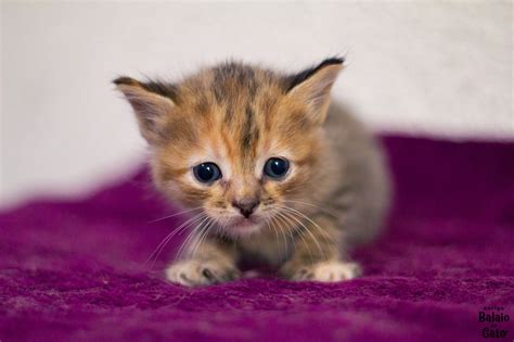 Gatos Para Ado O Novo Modelo Abrigo Balaio De Gato