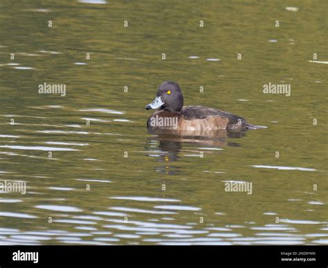 A Female Tufted Duck Also Known As Tufted Pochard Aythya Fuligula