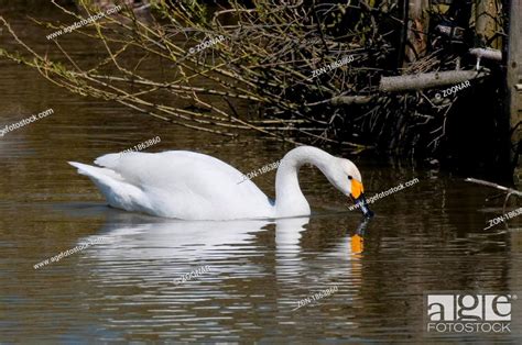 Singschwan Cygnus Cygnus European Whooper Swan Stock Photo Picture