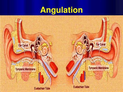 PPT - Anatomy & Physiology of Eustachian Tube PowerPoint Presentation - ID:672140