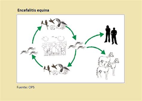 Encefalitis equina cuál es el riesgo de transmisión en humanos y cómo