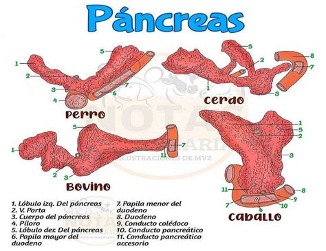 Anatomia Comparada Embriologia Comparada The Best Porn Website