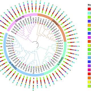 Phylogenetic Analysis Of AL Proteins From Arabidopsis Thaliana At