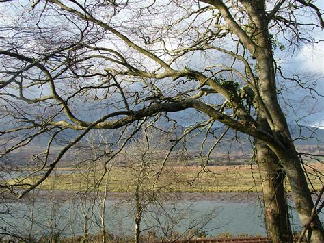 DSCF7620 Dyfi Estuary Tracey Lovering Flickr