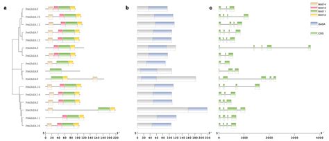 Ijms Free Full Text Genome Wide Identification Evolution And Expression Analysis Of Gasa