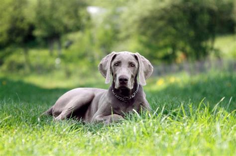 Perro Braco De Weimar O Weimaraner Car Cter Y Caracter Sticas Con Fotos