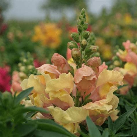 Appleblossom Apple Blossom Snapdragon Seeds Non GMO 1202 200