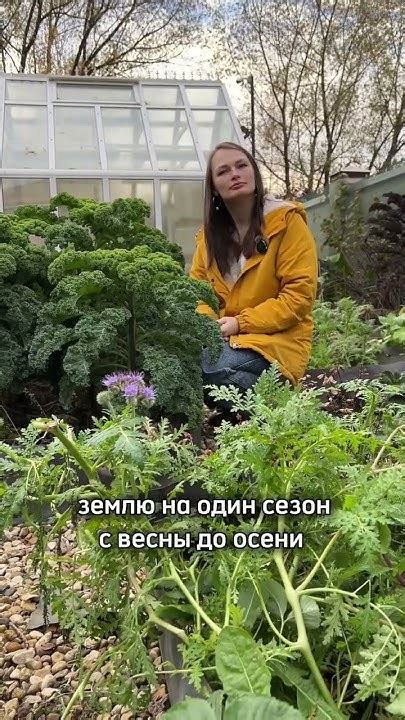 Подкормите деревья и избавьтесь от сорняков - YouTube