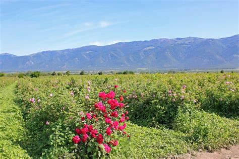 Rose Valley, Bulgaria stock photo. Image of summer, village - 117061916