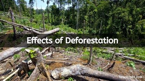 What is Deforestation | Meaning, Causes, Effects & Prevention