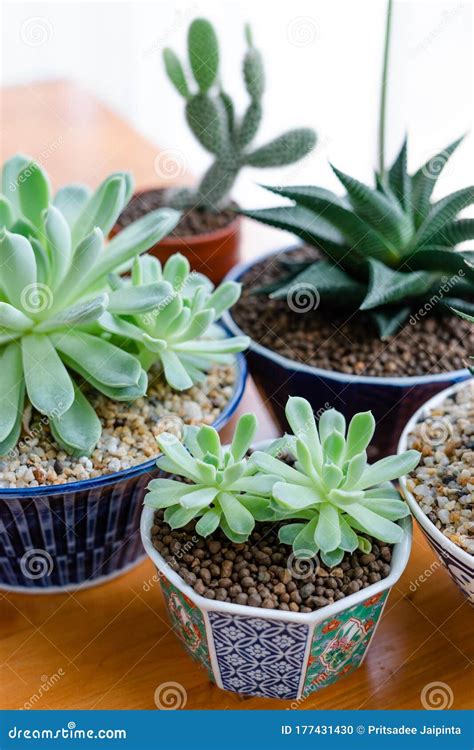 Collection Of Various Cactus And Succulent Plants In Different Pots