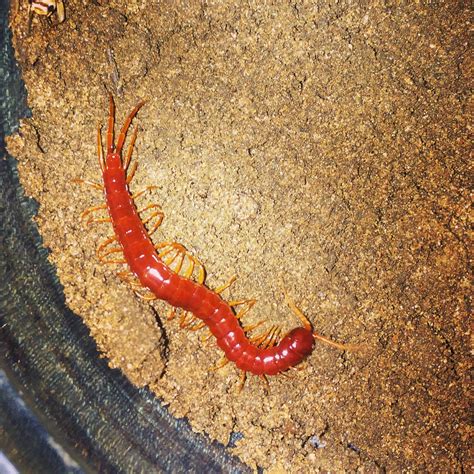 I Breed The Southern Red Centipede Scolopocryptops Sexpinosus This Is My Biggest Male At The