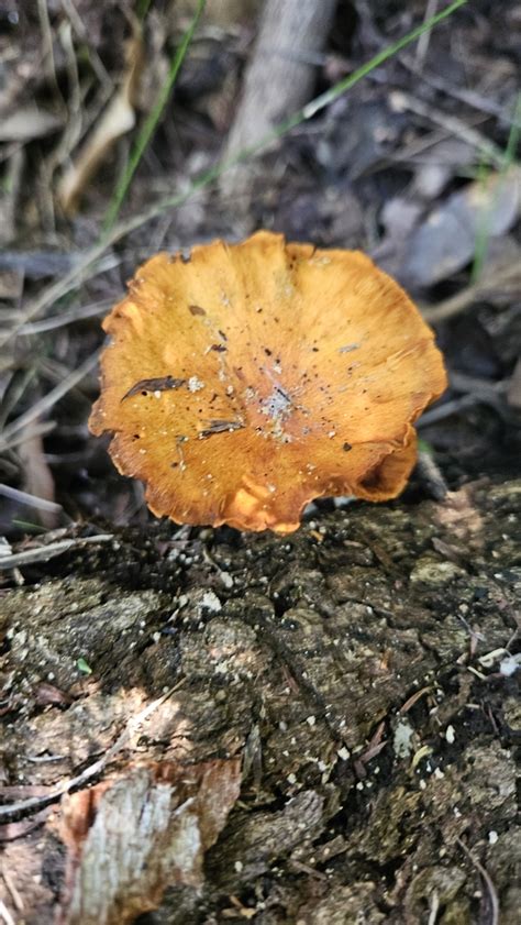 Common Gilled Mushrooms And Allies From Colo Heights Nsw