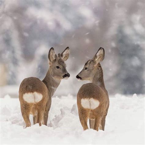 Two Deer Standing Next To Each Other In The Snow