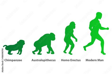 Illustration Of Human Evolution Process 4 Stages Darwin S Theory