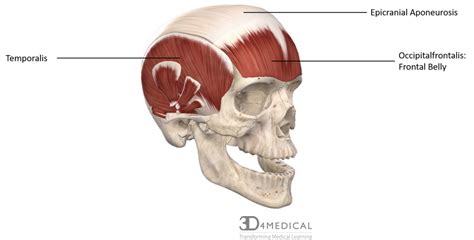 Muscles – Advanced Anatomy 2nd. Ed.