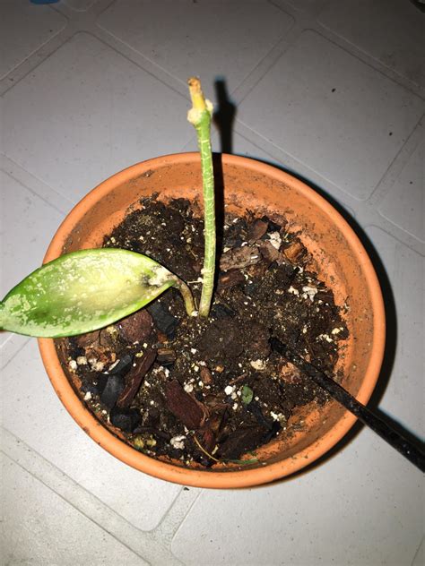 Hoya Turning White Black Yellow Dropping Leaves Rplantclinic