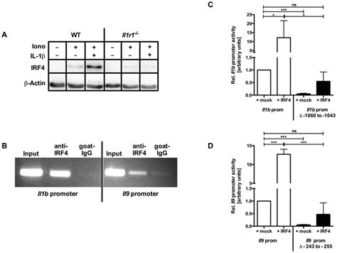 Irf4 Binds To And Transactivates The Il9 And Il1b Promoter In Mast Download Scientific Diagram