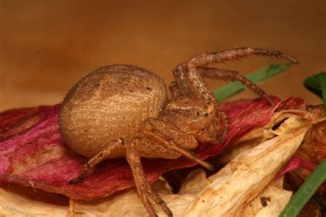 Brown Crab Spiders The Backyard Arthropod Project