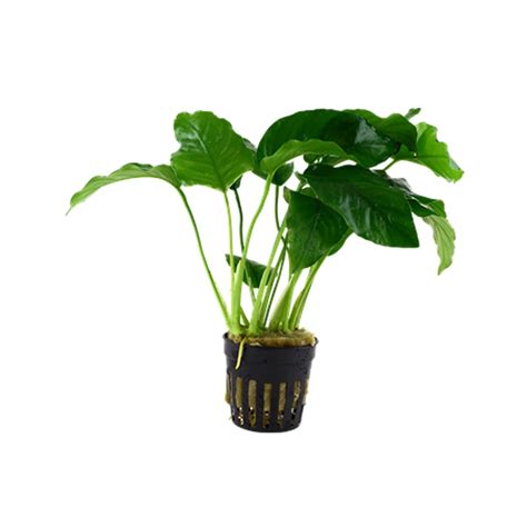 Anubias Barteri Var Barteri De Tropica Badis Tarragona Reus