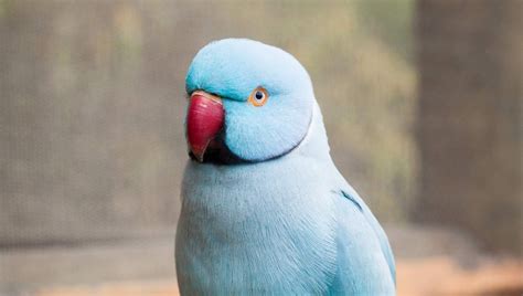 How Much Does An Indian Ringneck Parakeet Cost Price Guide Pet