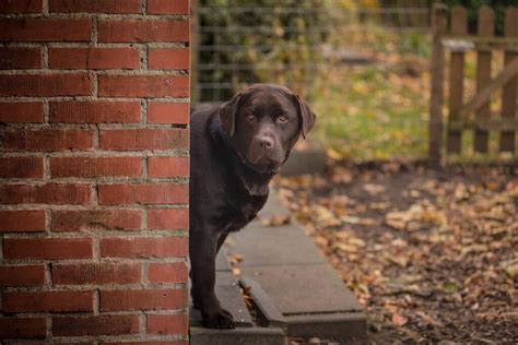 Can A Labrador Be A Guard Dog Protective Behaviors Of Labs Labrador Wise